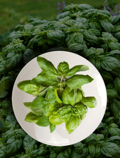 Organic Basil Leaves – Whole