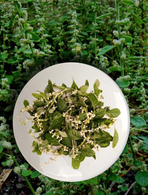 Organic Polpala (Aerva lanata) - Whole